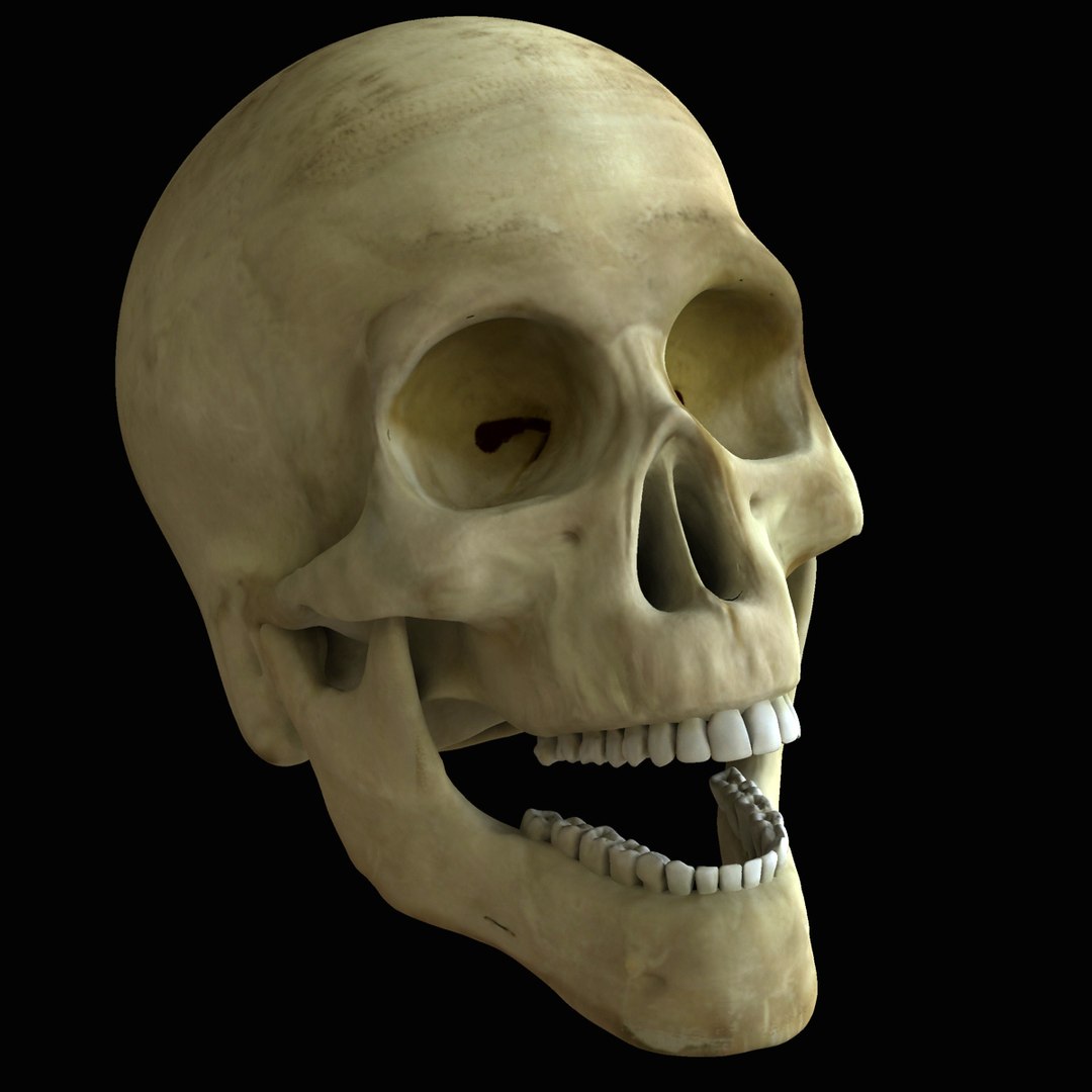 3d model skeleton rigged body bone https://p.turbosquid.com/ts-thumb/LP/WF8etp/0gJxNSmW/rendernew_000002/jpg/1423762371/1920x1080/fit_q87/27453762a53650d09a8f785f855c1cad60f00ce0/rendernew_000002.jpg