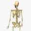 Skeleton Rigged
