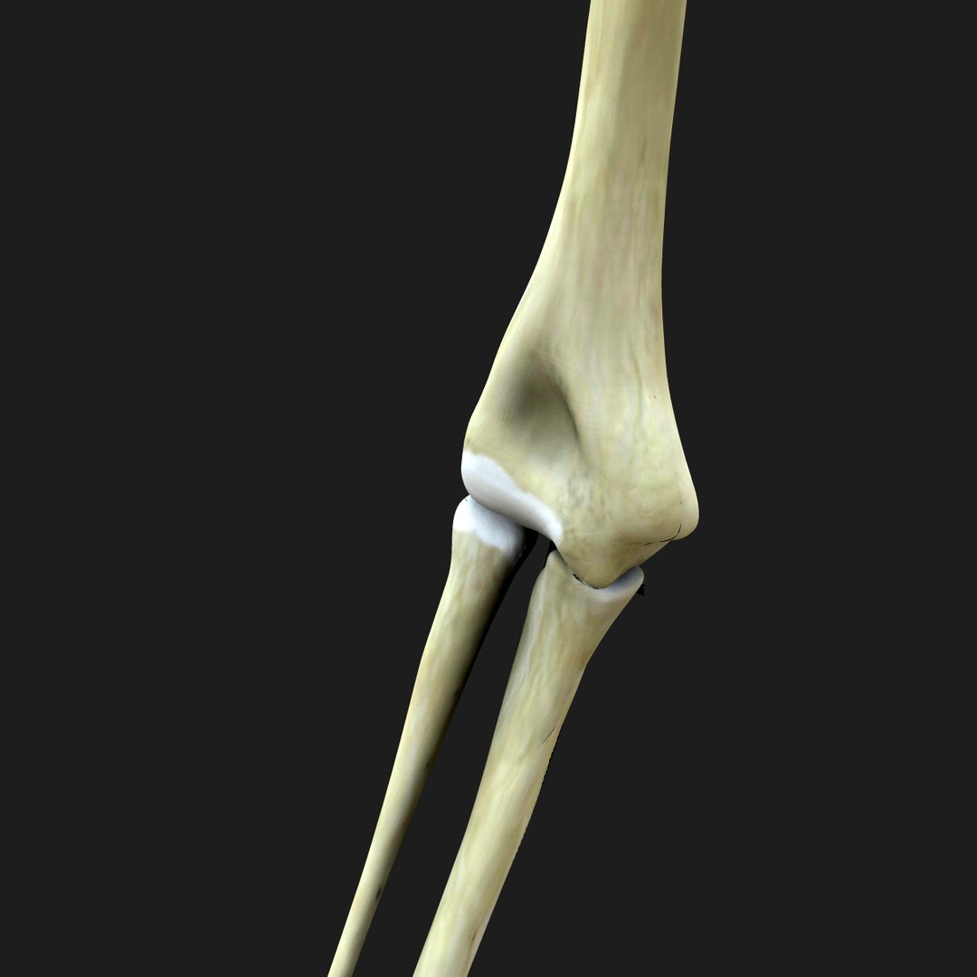 3d model skeleton rigged body bone https://p.turbosquid.com/ts-thumb/LP/WF8etp/GvEH1zQq/00006/jpg/1423763539/1920x1080/fit_q87/e321c34e9ef3db9a14ea6f9a95ddc7a8fdba12bc/00006.jpg