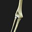Skeleton Rigged
