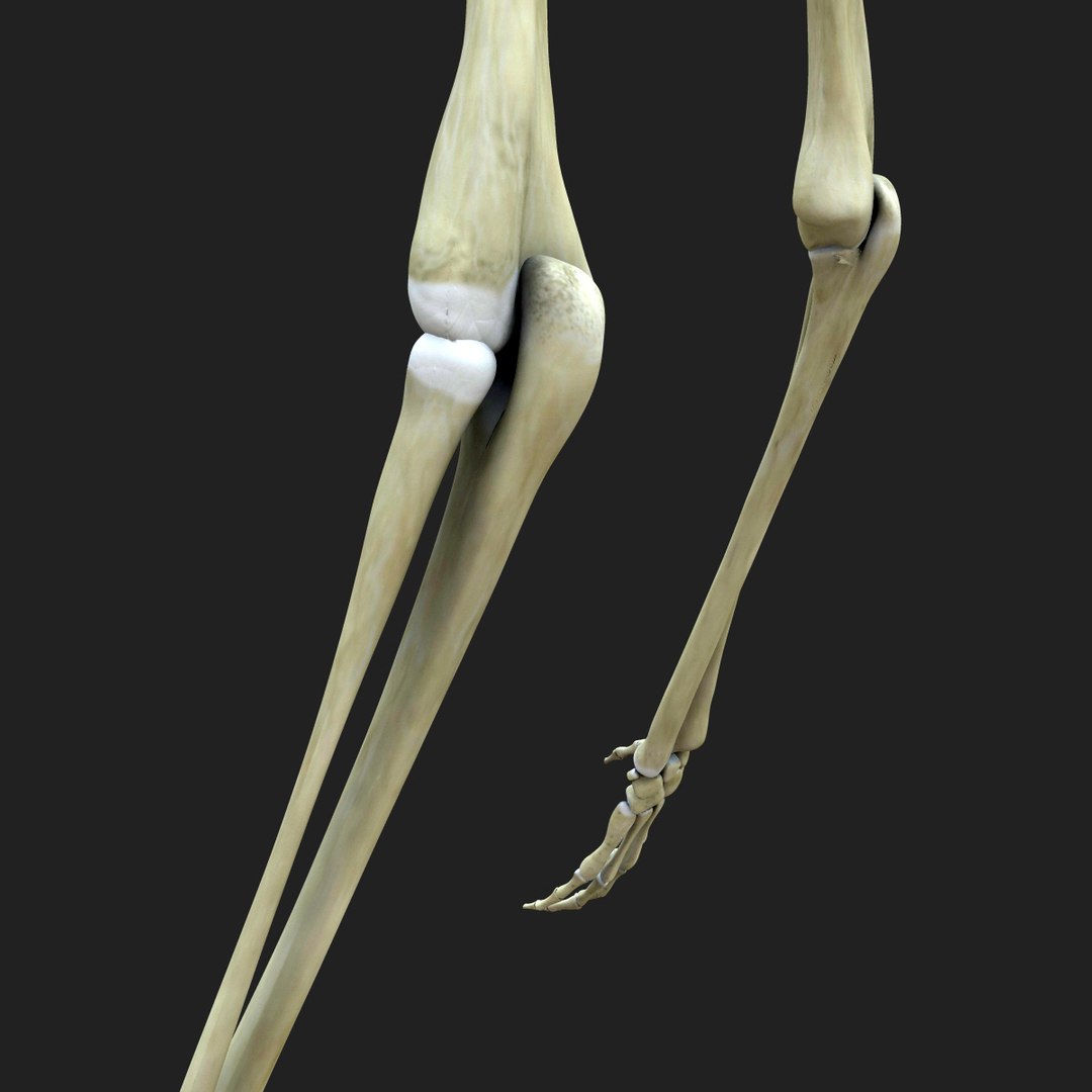 3d model skeleton rigged body bone https://p.turbosquid.com/ts-thumb/LP/WF8etp/IJ0qrZUg/00005/jpg/1423763539/1920x1080/fit_q87/f881e4d360c3cda3290265b89537b6f3a977d717/00005.jpg
