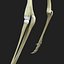 Skeleton Rigged