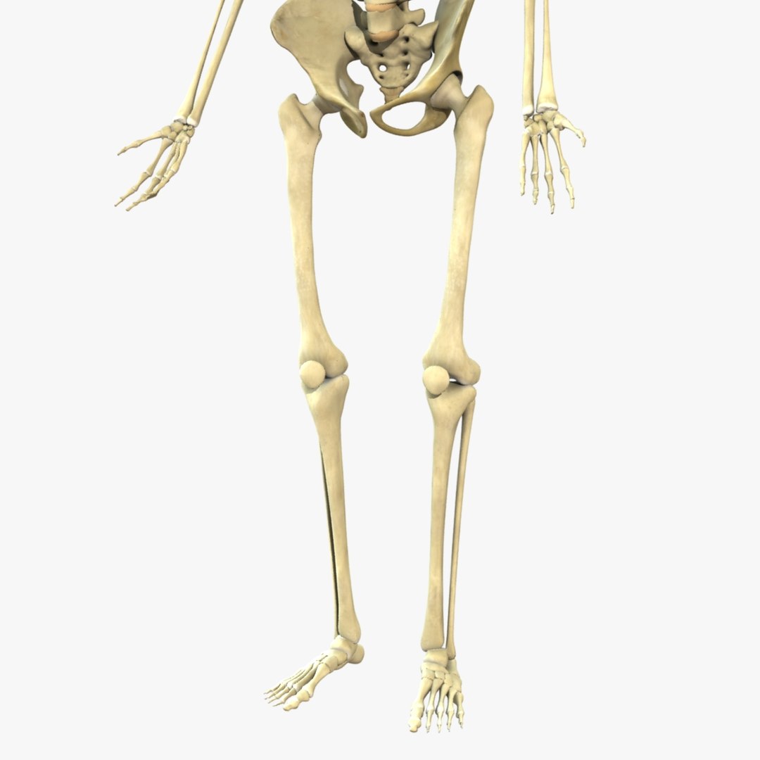 3d model skeleton rigged body bone https://p.turbosquid.com/ts-thumb/LP/WF8etp/IQVzJ8nw/render5/jpg/1423763539/1920x1080/fit_q87/ec1e3728286900ef5484fd6aaf8a61f8ea8a4560/render5.jpg