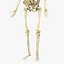 Skeleton Rigged