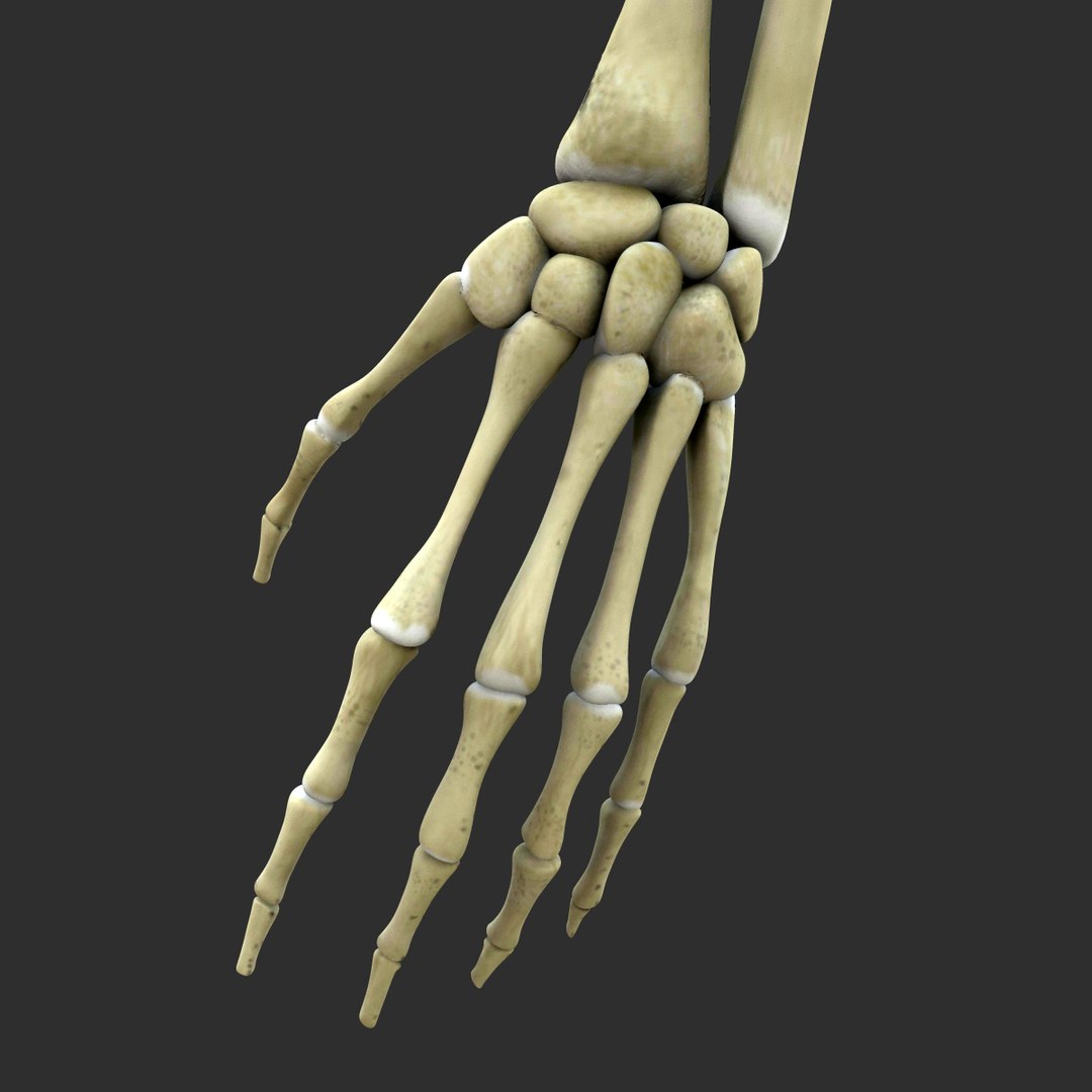 3d model skeleton rigged body bone https://p.turbosquid.com/ts-thumb/LP/WF8etp/LCxRZGWW/00004/jpg/1423763539/1920x1080/fit_q87/9c26876d0062ffbf93d6c05cd2092f278b433470/00004.jpg
