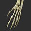 Skeleton Rigged