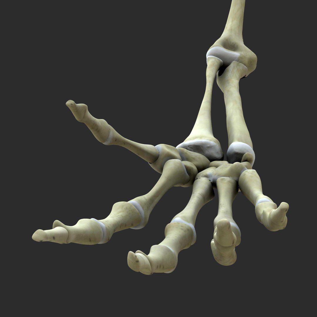 3d model skeleton rigged body bone https://p.turbosquid.com/ts-thumb/LP/WF8etp/LEiktb3q/00007/jpg/1423763539/1920x1080/fit_q87/68e9b199cf7f21c8711096af84246c1242f8cb35/00007.jpg