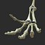 Skeleton Rigged