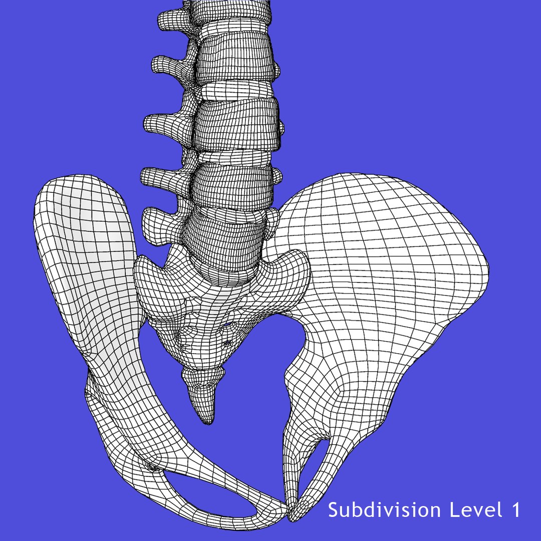 3d model skeleton rigged body bone https://p.turbosquid.com/ts-thumb/LP/WF8etp/TWxcnJU9/wa/jpg/1423762340/1920x1080/fit_q87/0df670c75e8ed4aa0e96a1c8c0360ab6c3c9d4be/wa.jpg