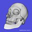 Skeleton Rigged