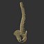 Skeleton Rigged