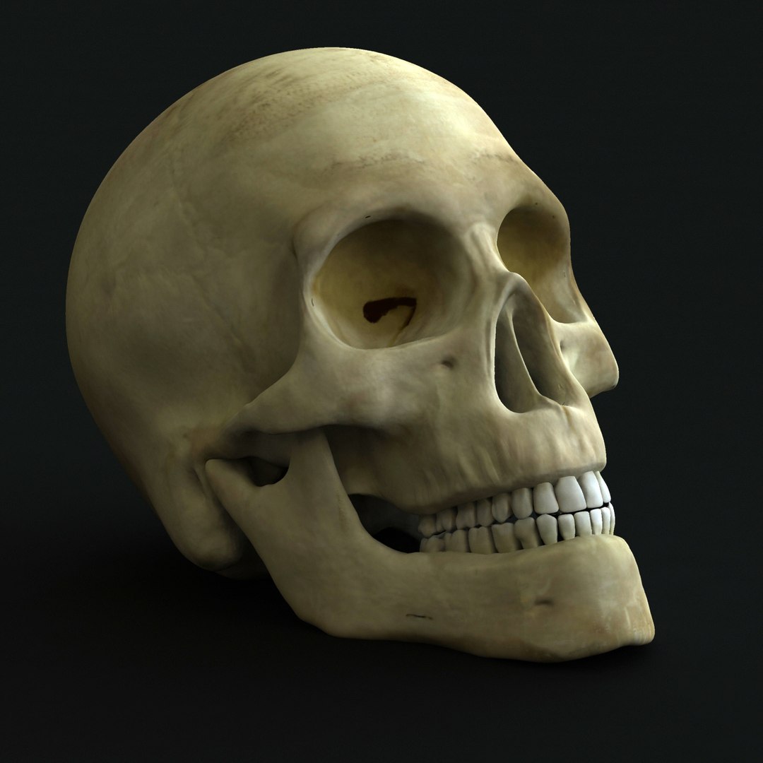 3d model skeleton rigged body bone https://p.turbosquid.com/ts-thumb/LP/WF8etp/Vjf2YY45/rendernew_000001/jpg/1423762371/1920x1080/fit_q87/d95188ffccdef971aed6b4f60db3da21c192ea48/rendernew_000001.jpg