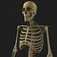 Skeleton Rigged