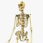 Skeleton Rigged