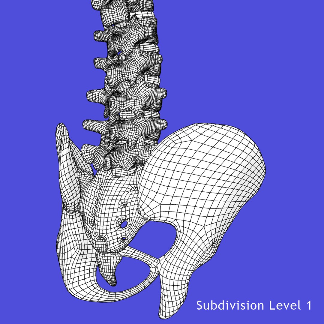 3d model skeleton rigged body bone https://p.turbosquid.com/ts-thumb/LP/WF8etp/kdGFp34v/wb/jpg/1423762340/1920x1080/fit_q87/8b524684b6ea8a909110b4c9fa314e8ca9a179df/wb.jpg