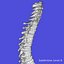 Skeleton Rigged