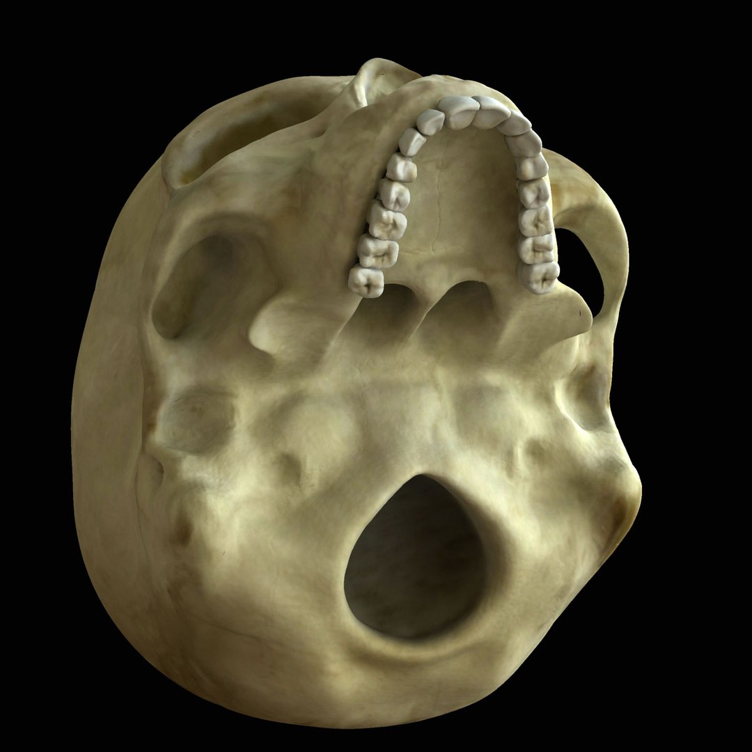 3d model skeleton rigged body bone https://p.turbosquid.com/ts-thumb/LP/WF8etp/pDN9TCG9/rendernew_000003/jpg/1423762372/1920x1080/fit_q87/d2c20a0b920fe748e568fc96db76e695e523d6e2/rendernew_000003.jpg