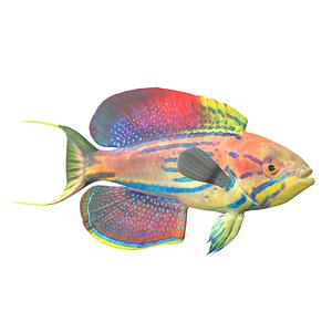 3D model Madagascar Flasher Wrasse