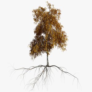 birch autumn 1 tree 3D