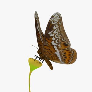 3d model tiger butterfly animation