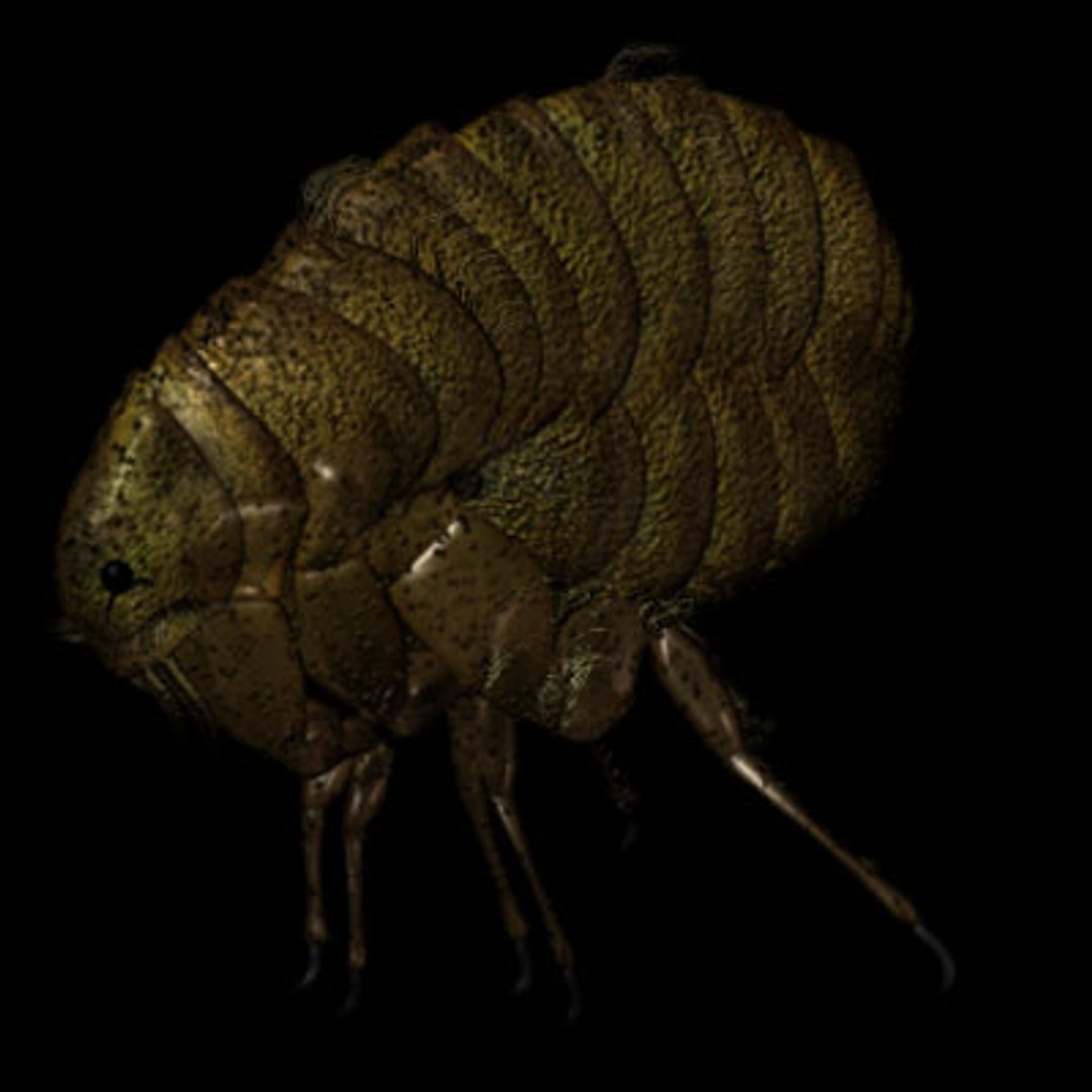 Parasite Jump 3d Model