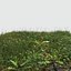 Rye Grass Meadow Patch