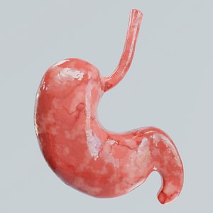 Realistic Human Stomach 3D Model  Procedural  PBR Textured 3D model
