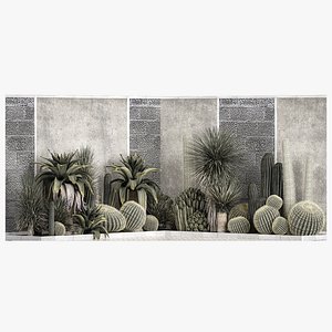 Collection Of Tropical Desert Plants