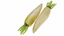 Radish White