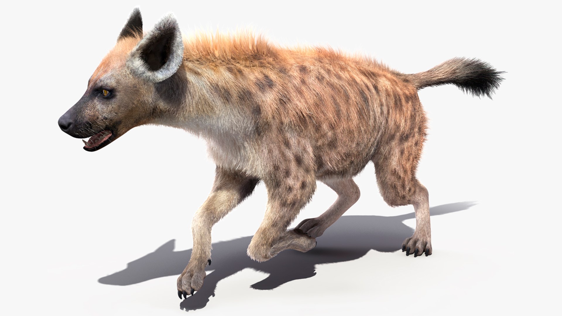 Hyena Running Pose Fur 3D model preview