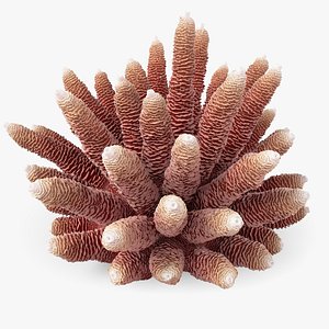 Acropora Coral S 04 3D model