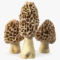 Morel Mushrooms