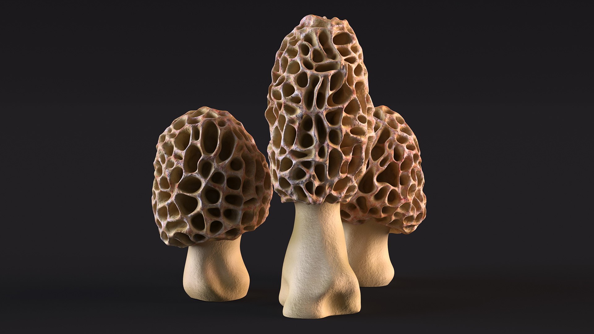 Morel Mushrooms 3D model https://p.turbosquid.com/ts-thumb/LQ/OPJsod/7x/morelmushrooms3dmodel006/jpg/1691045274/1920x1080/fit_q87/80b2ed9bd623023d2d9148feed690fd1e91086d9/morelmushrooms3dmodel006.jpg
