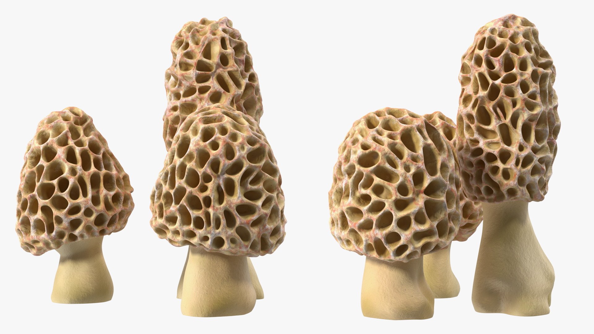 Morel Mushrooms 3D model https://p.turbosquid.com/ts-thumb/LQ/OPJsod/Ax/morelmushrooms3dmodel008/jpg/1691045279/1920x1080/fit_q87/b55c7512b4416d64cc9e7b18dfbe66b76651b719/morelmushrooms3dmodel008.jpg