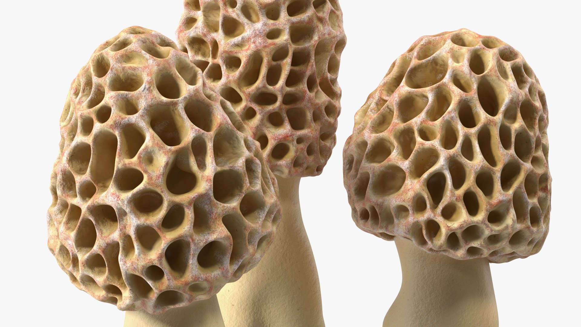 Morel Mushrooms 3D model https://p.turbosquid.com/ts-thumb/LQ/OPJsod/DB/morelmushrooms3dmodel012/jpg/1691045293/1920x1080/fit_q87/9a263c883bff626bceea9e22312da7d82927b171/morelmushrooms3dmodel012.jpg