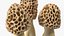 Cogumelos Morel