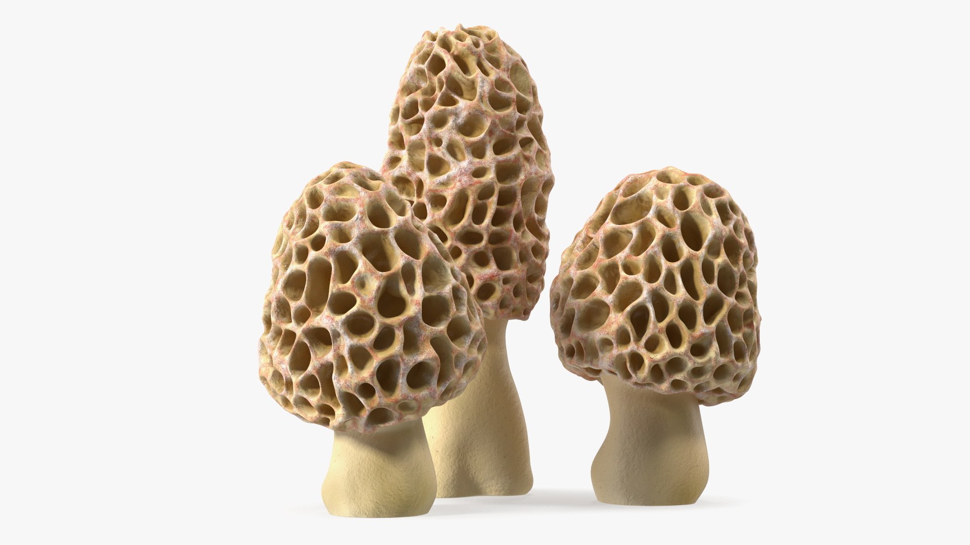 Morel Mushrooms 3D model https://p.turbosquid.com/ts-thumb/LQ/OPJsod/Dq/morelmushrooms3dmodel009/jpg/1691045283/1920x1080/fit_q87/539689da059d1e1a355e68dc518639b41c167b7a/morelmushrooms3dmodel009.jpg