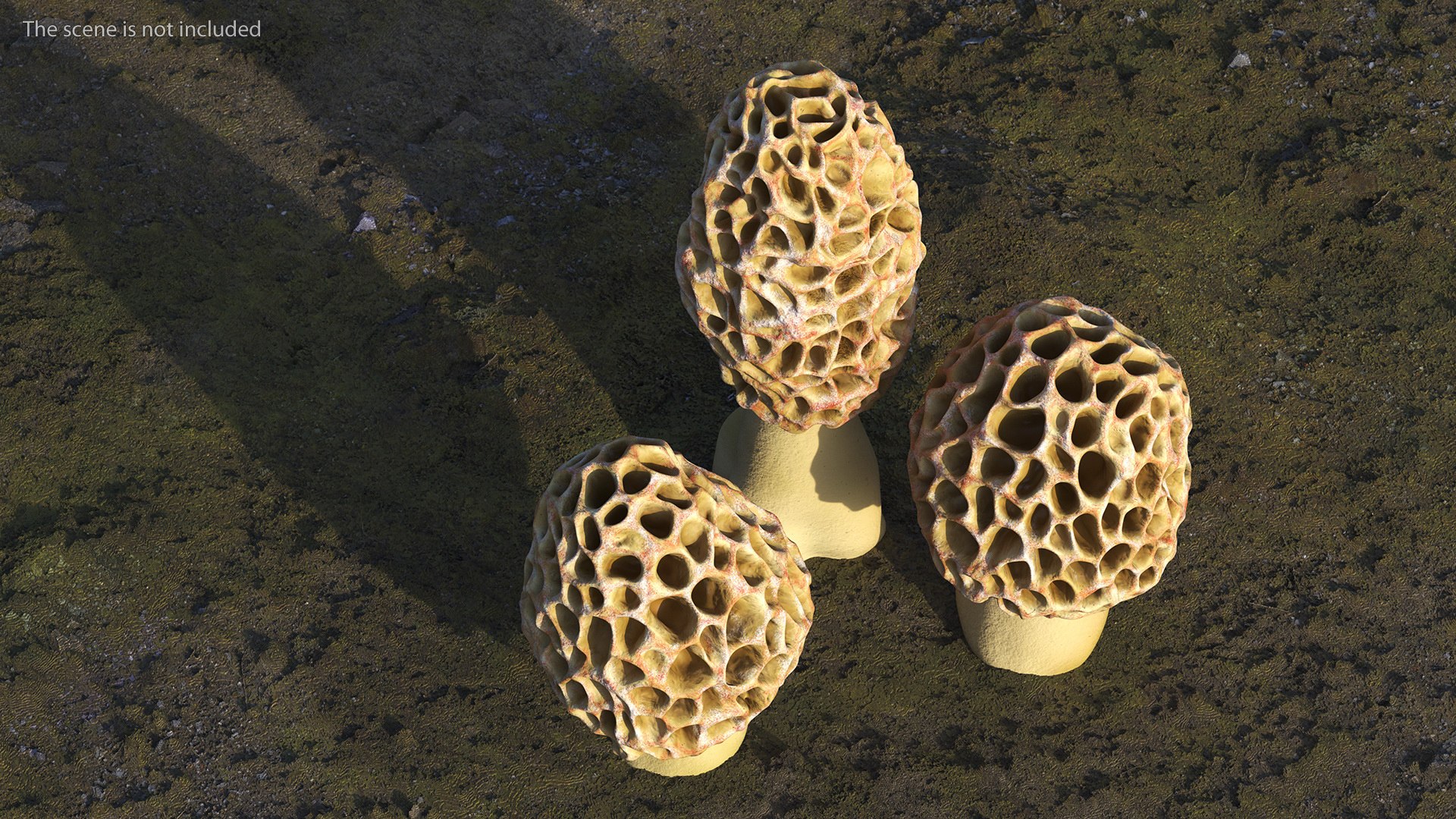 Morel Mushrooms 3D model https://p.turbosquid.com/ts-thumb/LQ/OPJsod/Ll/morelmushrooms3dmodel005/jpg/1691045271/1920x1080/fit_q87/c1c05cedf5d36b07e6a965682dce16bb771ed432/morelmushrooms3dmodel005.jpg