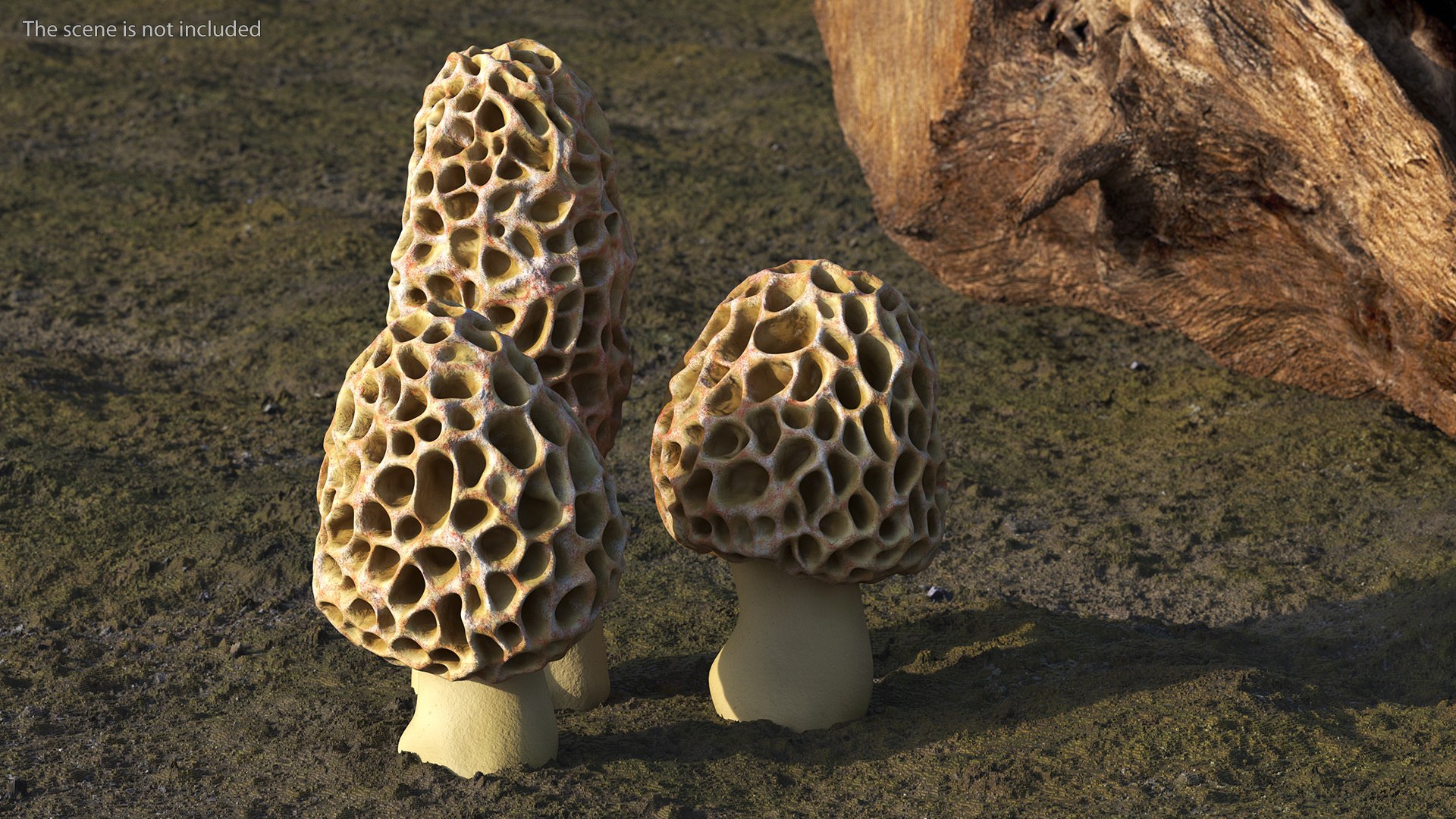 Morel Mushrooms 3D model https://p.turbosquid.com/ts-thumb/LQ/OPJsod/O5/morelmushrooms3dmodel003/jpg/1691045264/1920x1080/fit_q87/abd2cdde9c89dfa59b2bdf393b411b86fe8673a6/morelmushrooms3dmodel003.jpg
