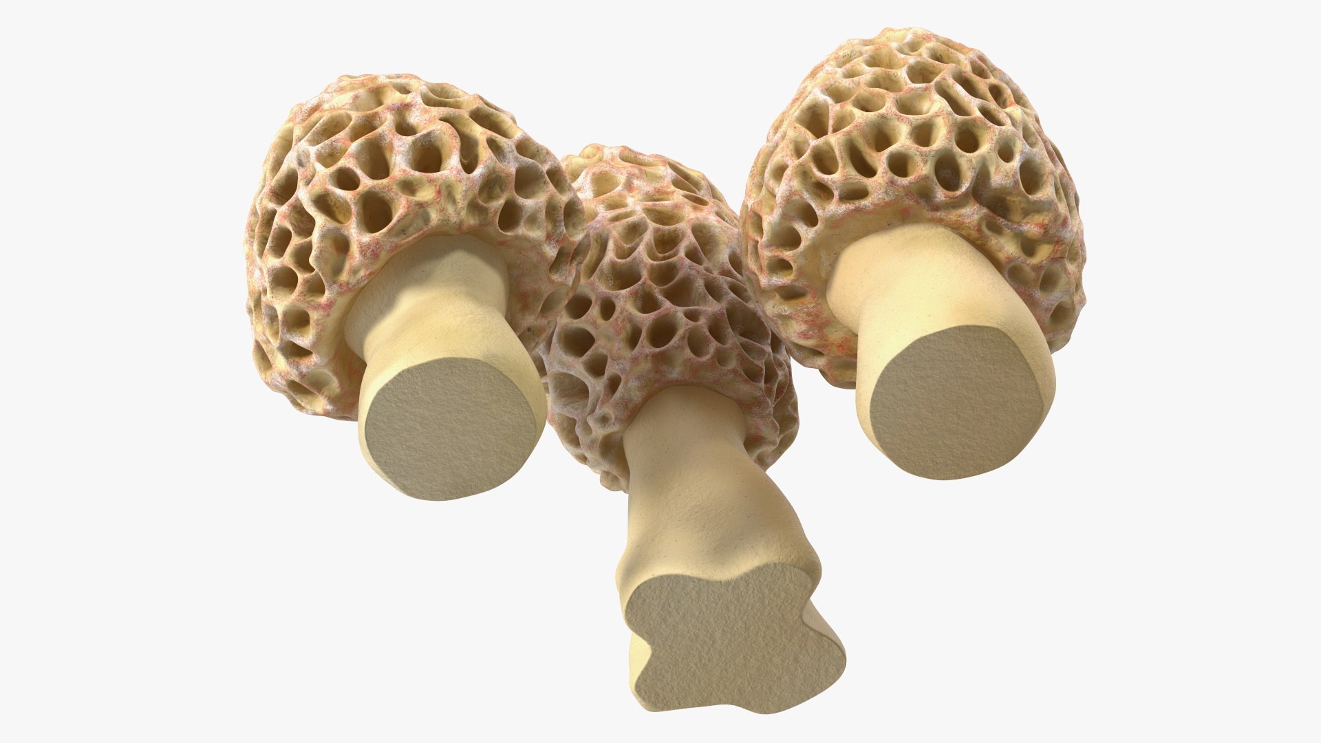 Morel Mushrooms 3D model https://p.turbosquid.com/ts-thumb/LQ/OPJsod/TQ/morelmushrooms3dmodel011/jpg/1691045290/1920x1080/fit_q87/a811391c29b33dfe6f563adca68b2a39fa2b6100/morelmushrooms3dmodel011.jpg