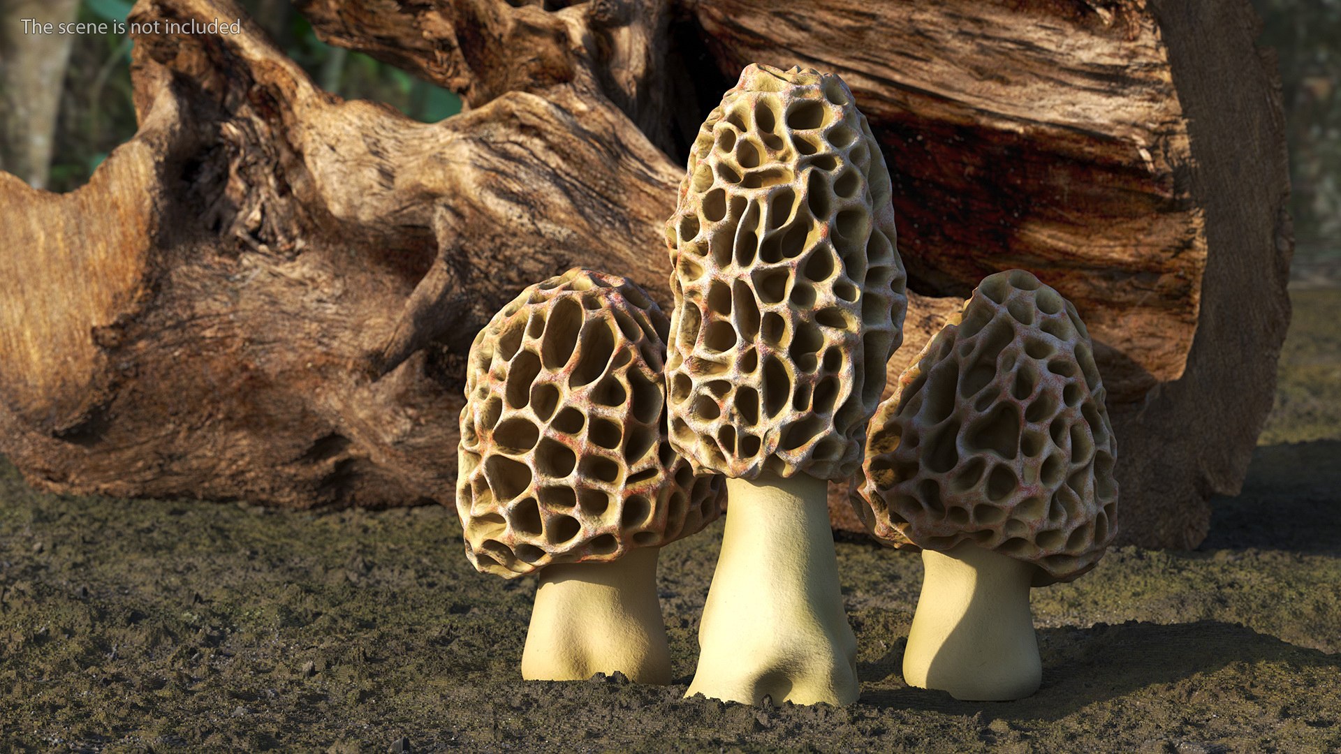 Morel Mushrooms 3D model https://p.turbosquid.com/ts-thumb/LQ/OPJsod/VI/morelmushrooms3dmodel002/jpg/1691045260/1920x1080/fit_q87/33a7c7d10746ca90d406c226e518ba1b98300b60/morelmushrooms3dmodel002.jpg