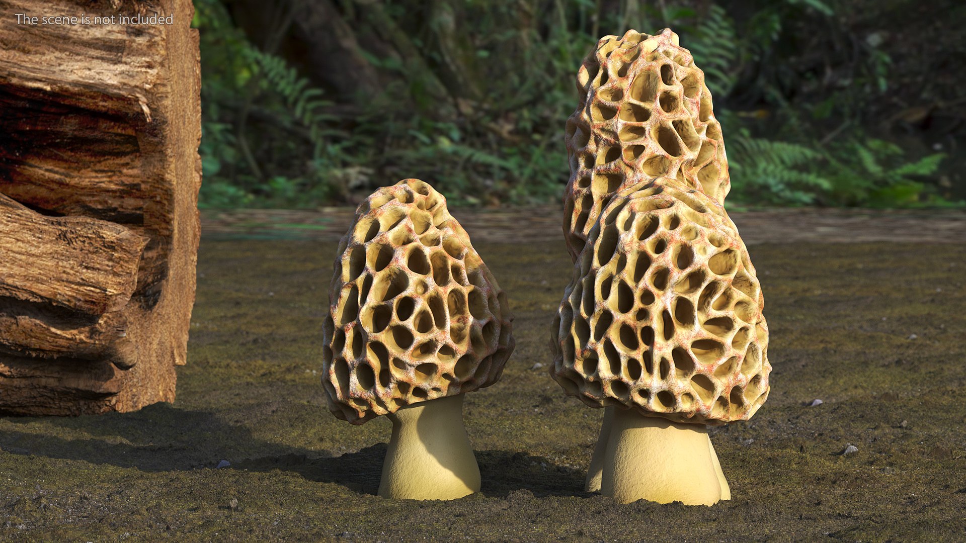 Morel Mushrooms 3D model https://p.turbosquid.com/ts-thumb/LQ/OPJsod/cs/morelmushrooms3dmodel004/jpg/1691045267/1920x1080/fit_q87/a86e0050996c4c36497c208748b15e67cf7b71ff/morelmushrooms3dmodel004.jpg