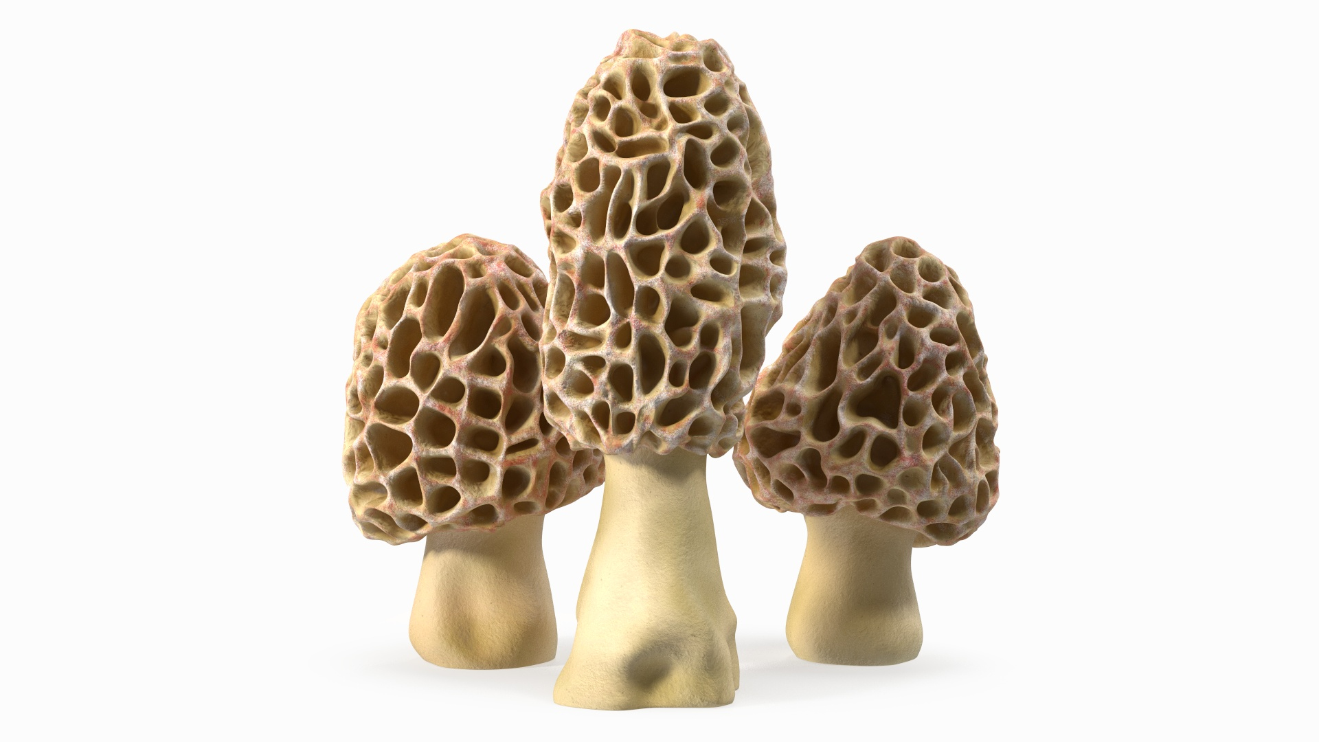 Morel Mushrooms 3D model https://p.turbosquid.com/ts-thumb/LQ/OPJsod/dW/morel_mushrooms_360/jpg/1691044906/1920x1080/turn_fit_q99/aad606ff1aef57a4f4ca2f88fe493051836854b9/morel_mushrooms_360-1.jpg