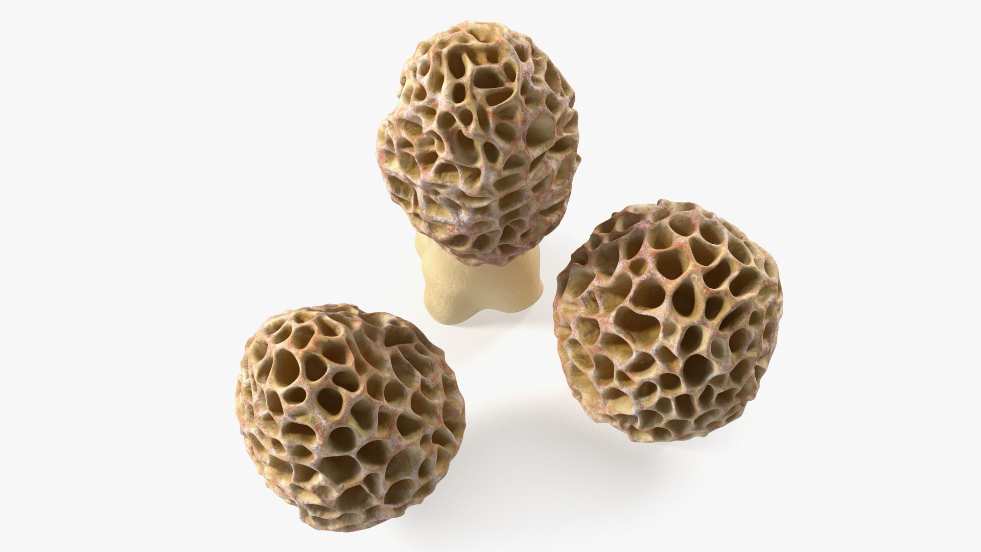 Morel Mushrooms 3D model https://p.turbosquid.com/ts-thumb/LQ/OPJsod/vq/morelmushrooms3dmodel010/jpg/1691045287/1920x1080/fit_q87/7964c09ac17e73c27781b3a49d04351c827f2185/morelmushrooms3dmodel010.jpg