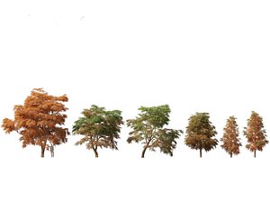 Taxodium mucronatum - Montezuma bald cypress 01
