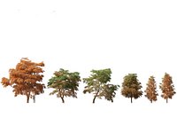 Taxodium mucronatum - Montezuma bald cypress 01