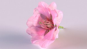 3D model sakura flower plant