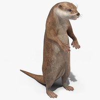 Otter Standing on Hind Legs
