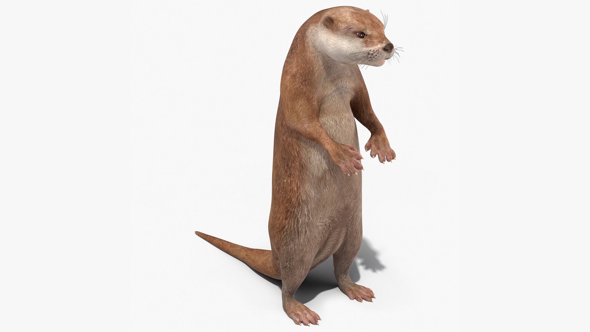 Otter Standing on Hind Legs 3D model preview