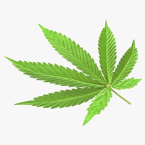 Cannabis Leaf Model model